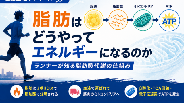 脂肪はどうやってエネルギーになるのか|ランナーが知る脂肪酸代謝の仕組み B3E2F205-B5EF-47A6-BA64-296663837D4B